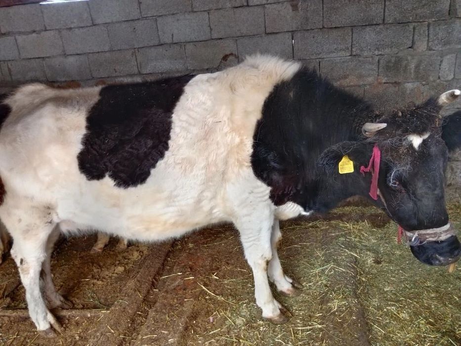 Сиыр      600000