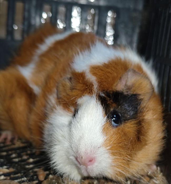 Морская свинка розетка