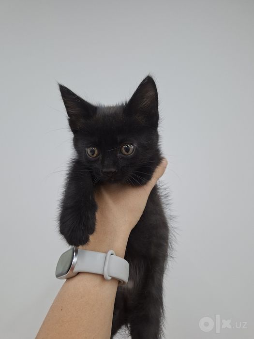 Котенок мальчик 1,5 месяца