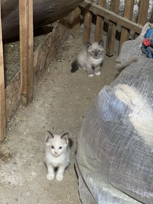 Мысық котёнок 5 штук