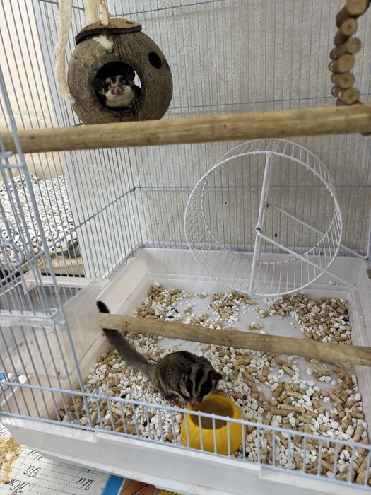 Белки летяги, с клеткой
