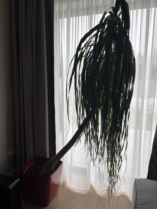 Planta de apartament picior de elefant