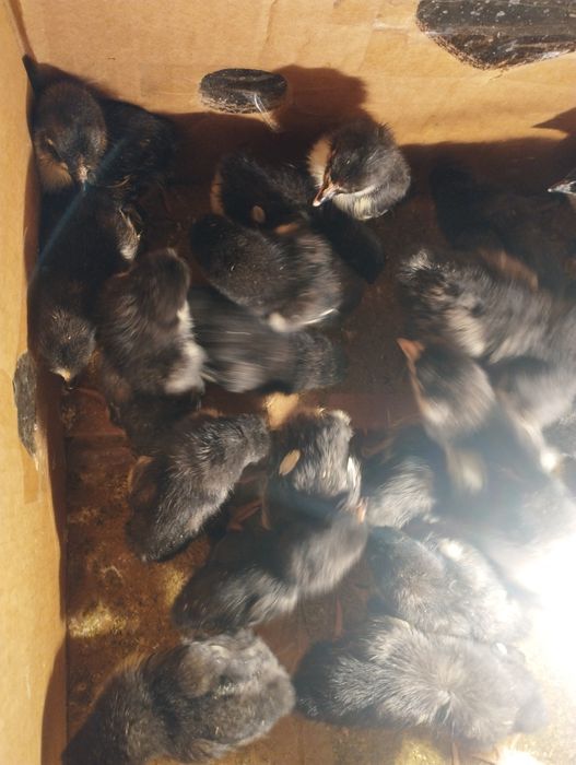 Qora shaxzoda jujalari