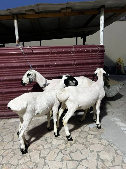 Ona bola qo’y sotiladi