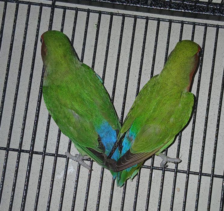 Agapornis  pereche matura reproducatoare