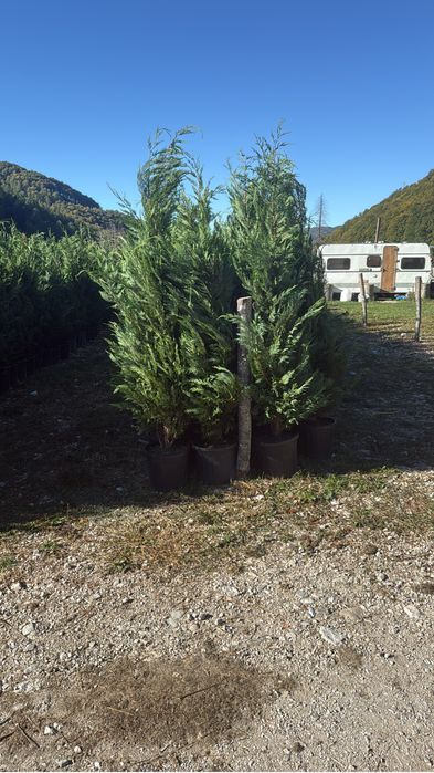 Leylandi 100 lei 230 cm