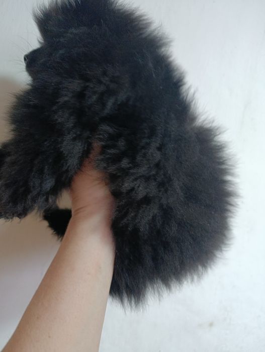 Продажа щенка Немецкий шпиц