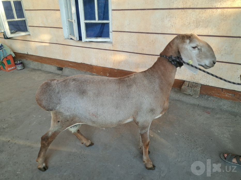 Arashan qo‘chqor