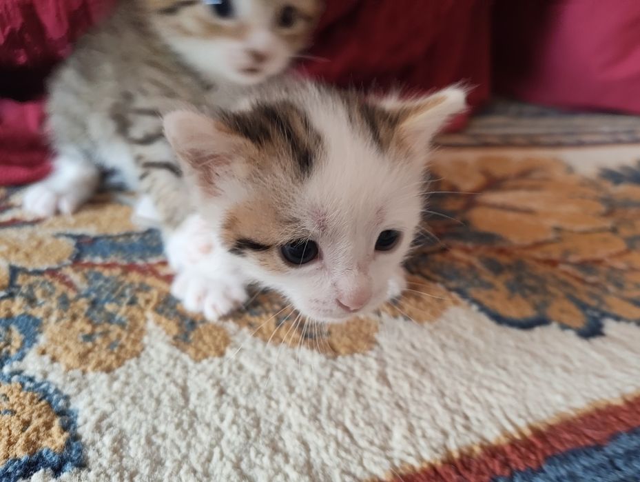 Отдам котят бесплатно