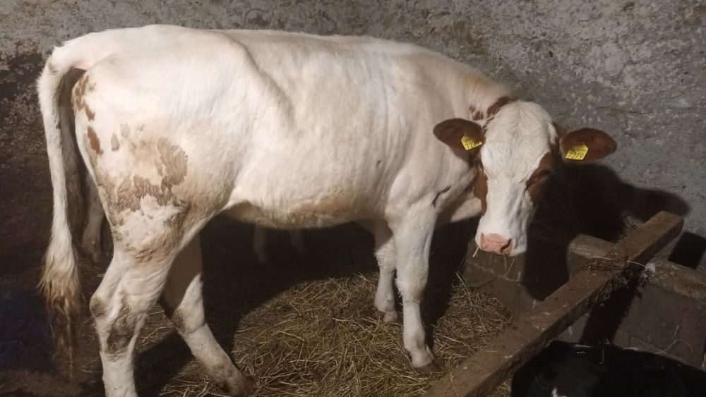 De vînzare 2 fetițe