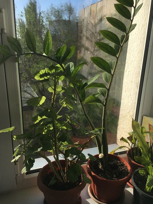 Продам цветы домашние