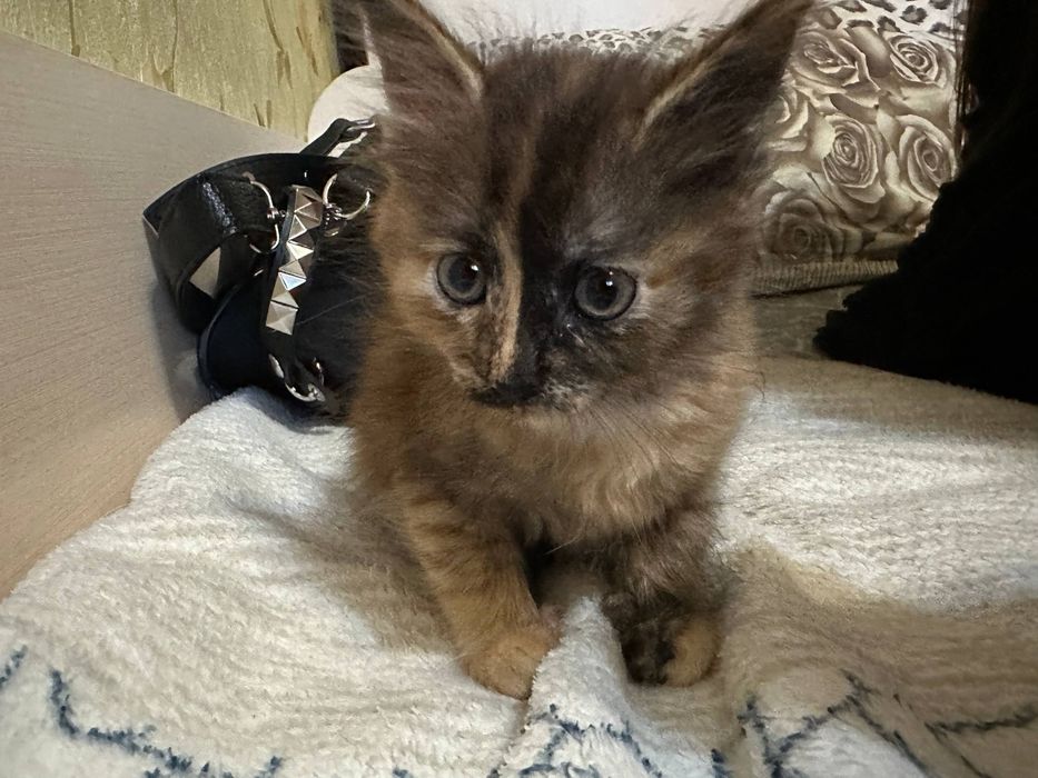 котенок девочка 1 месяц