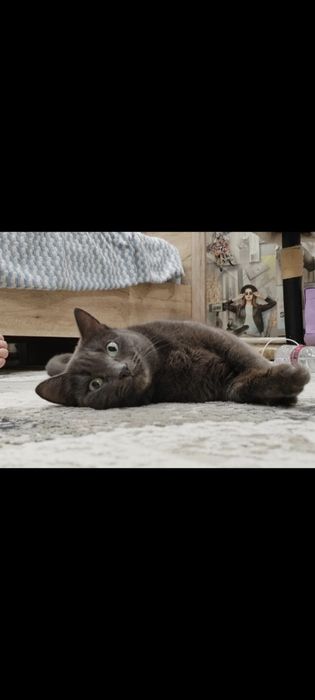 Кошка в добрые руки