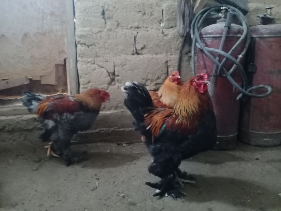 Брам, брамма продам Петухи