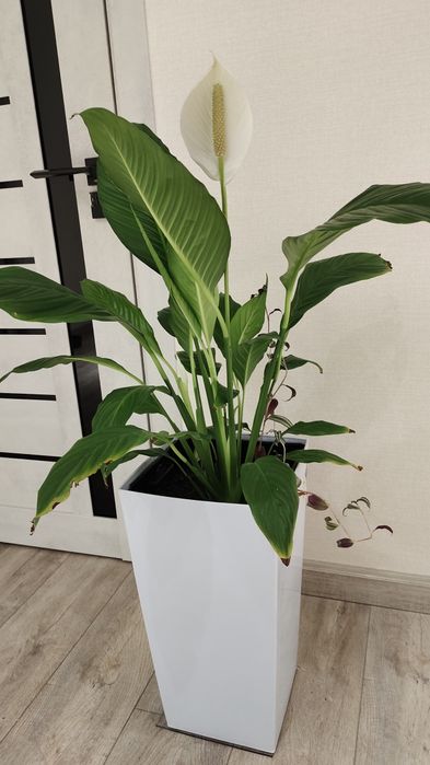 Спатифилум, Женское счастье.