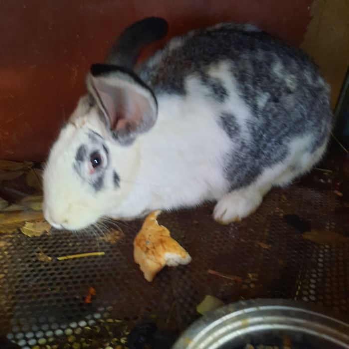 Продаю кур и кроликов