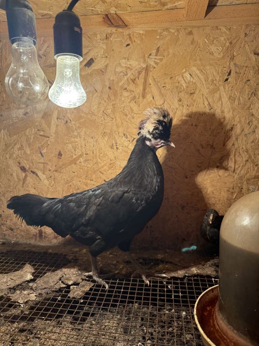 Птицы декоративные