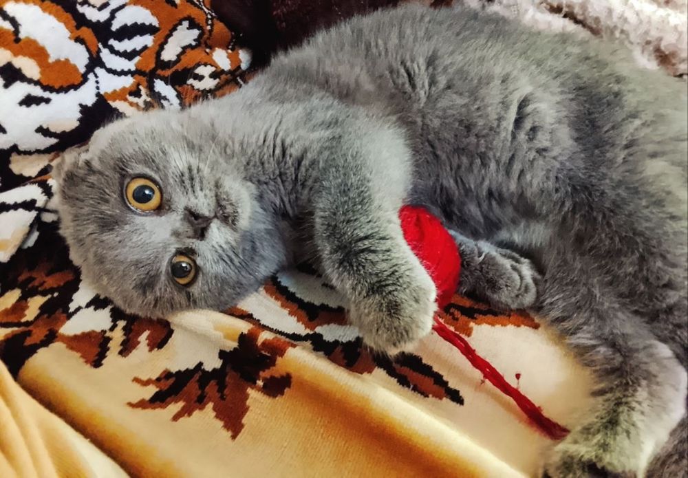 Котенок 3 месяца