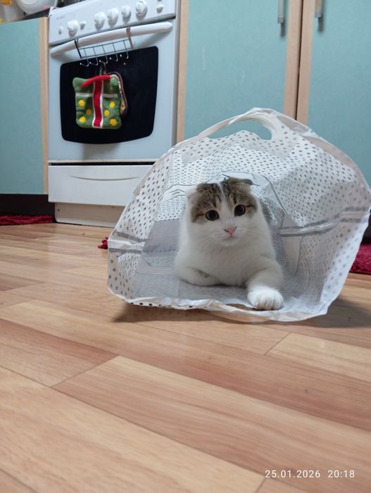 Котик ищет любящую семью