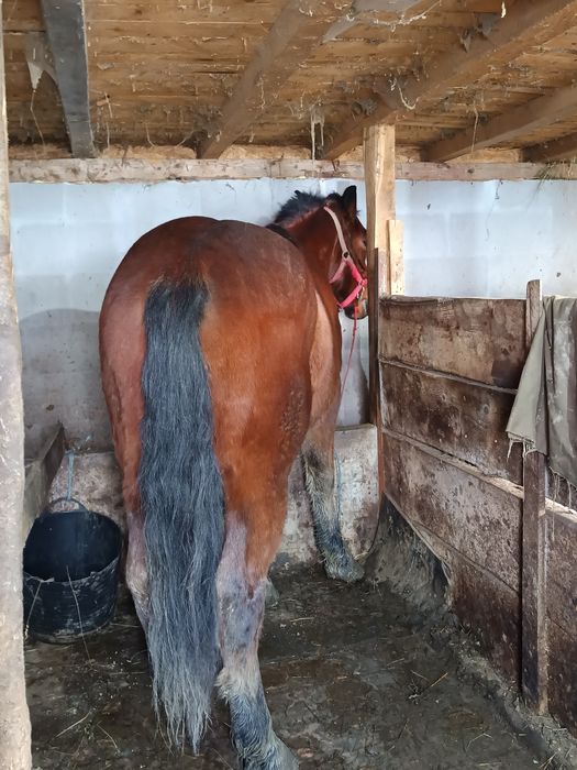 Armasar de vînzare Urgent!