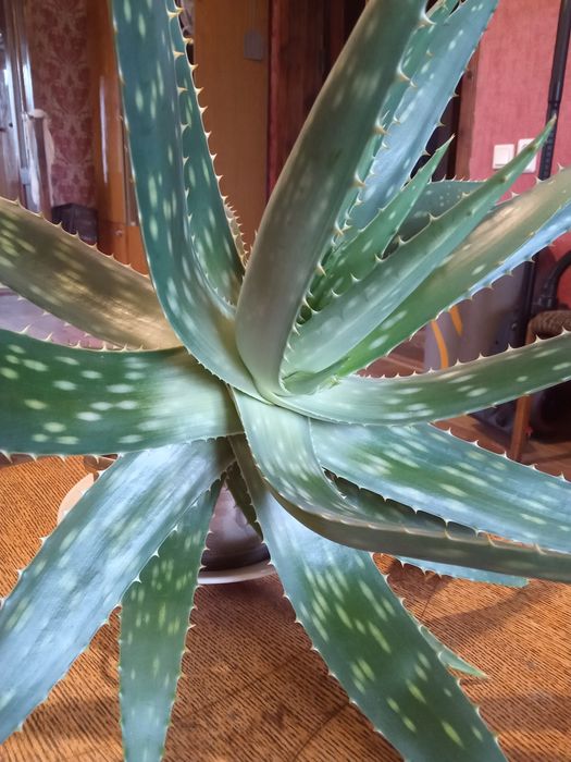 Алоэ вера лечебный