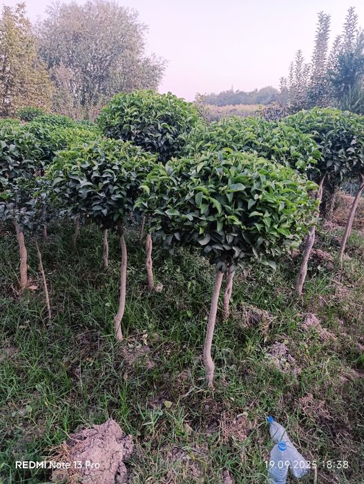 Декоративные дарахтлар