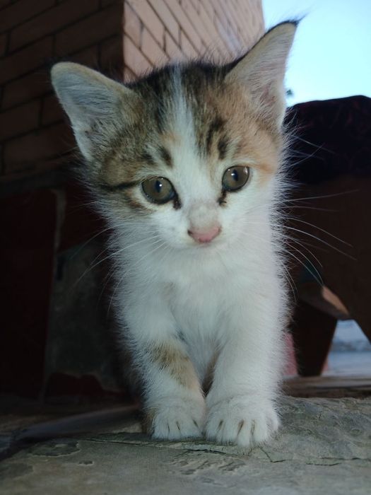 Отдам даром котенек