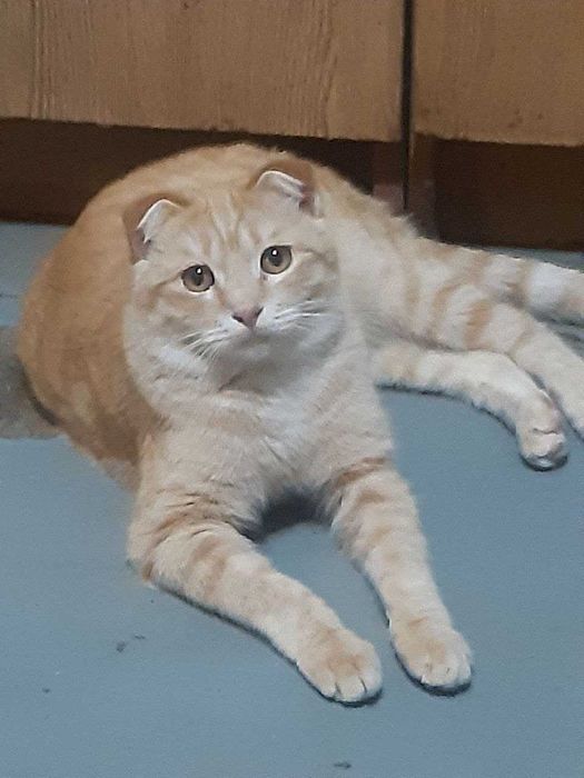 Котенок мальчик в добрые руки. Смотрите фото