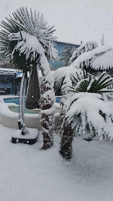 Palmieri rezistenti iarna