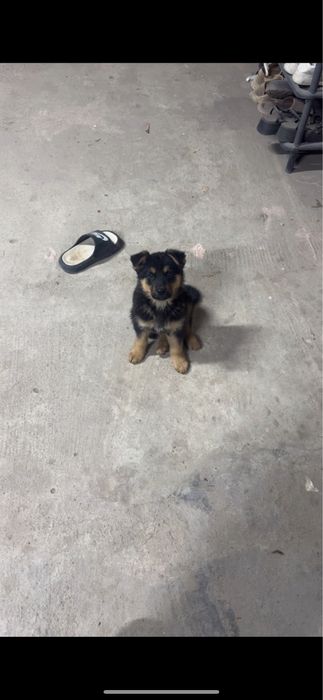 Европейский немецкий овчарка