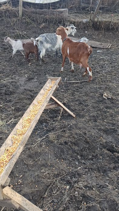 Vând 2 capre cu 3 iede capre bune de lapte