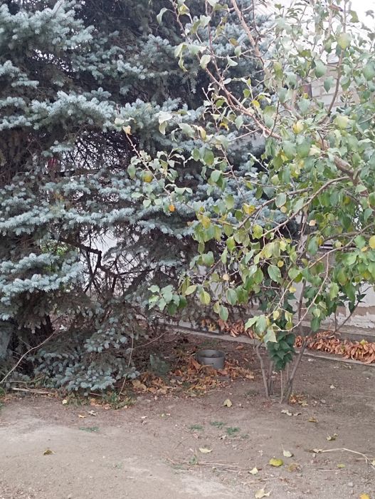 Продам дачный участок