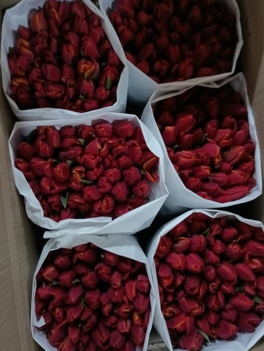 Свежий тюльпаны на 8 март