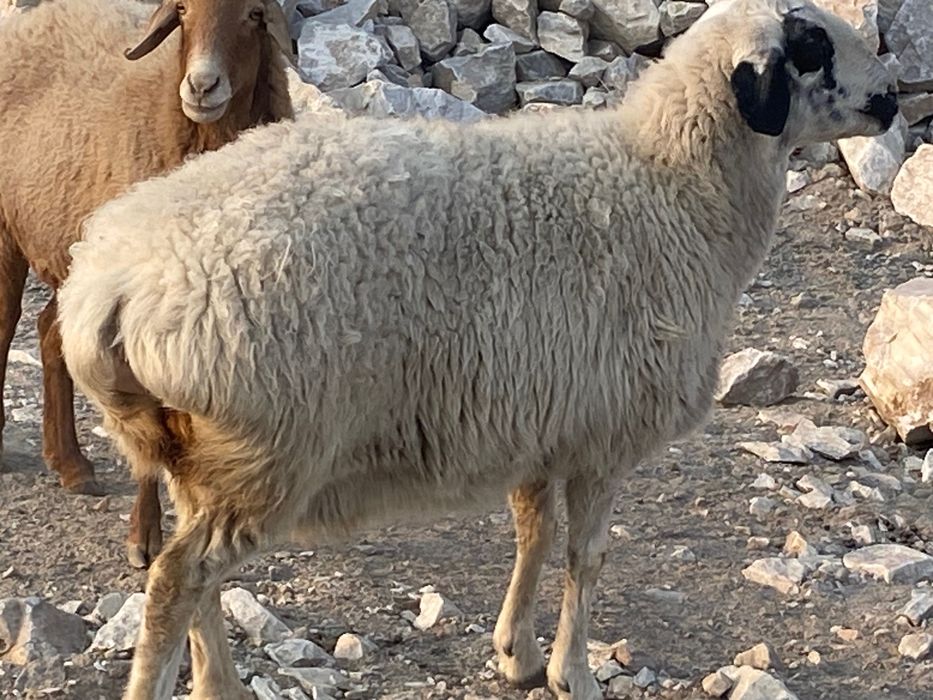 Куй баран солуг бугоз. Кучкор