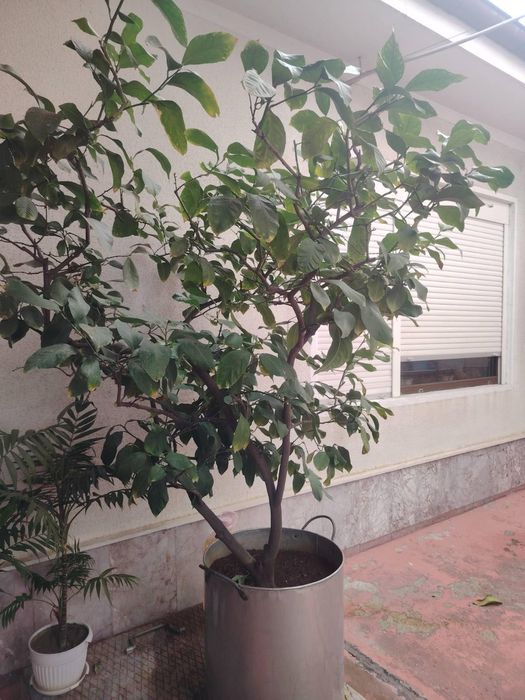 Лимоново  дръвче