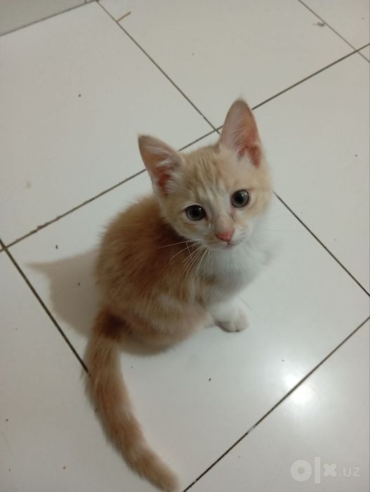 Котята даром в добрые руки