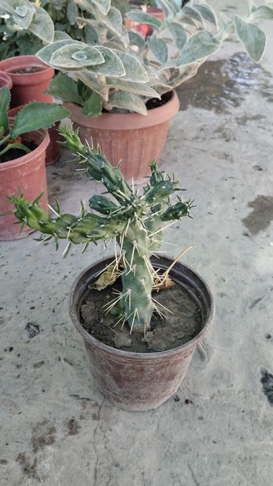 Gullar bor optom va donaga narxini kelishamiz