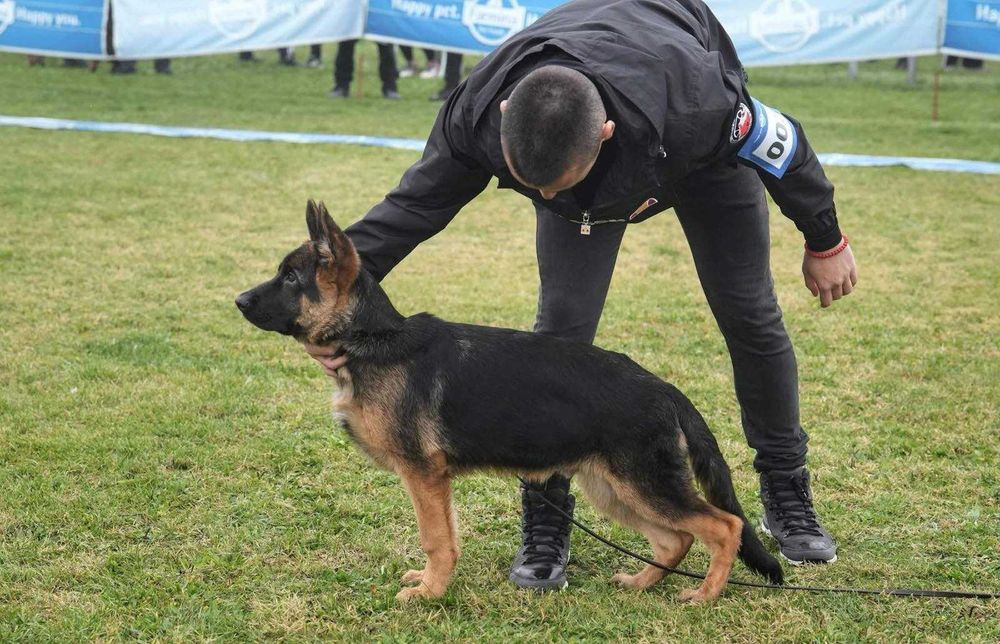 Мъжка Немска Овчарка