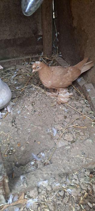 Kaptar zotdor qarshi shahar