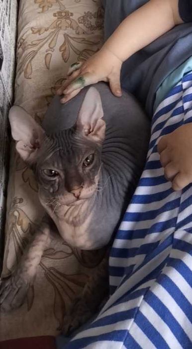 Донской сфинкс-вязка