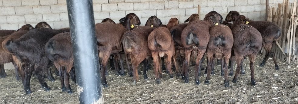 Жыныстық ынталандыратын ойындар