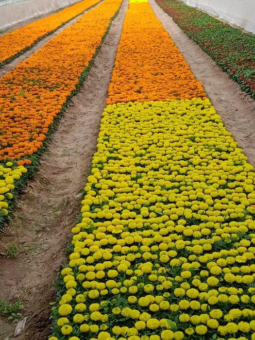 Gullar sotiladi tayges saliviya va pituniya gullari