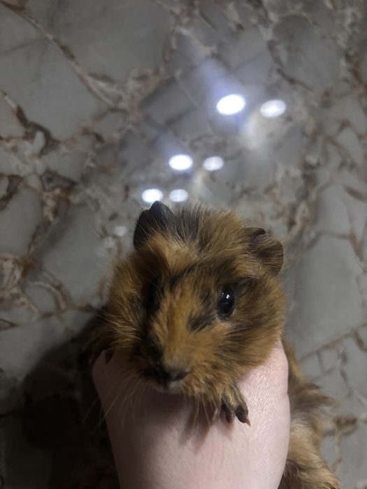 Porcusori de guineea