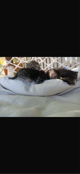 Котята. Бесплатно