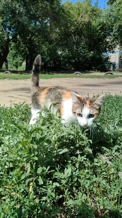 Кошка, котенок, стерилизована