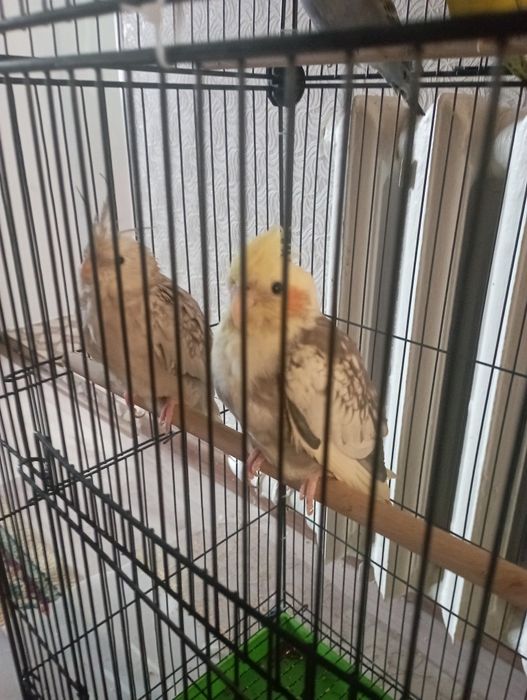 Пара попугаев Карела