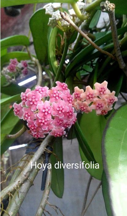 Хоя-восъчно цвете,различни видове