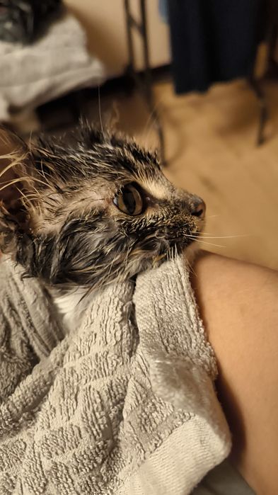 Кошка(котёнок). БЕСПЛАТНО