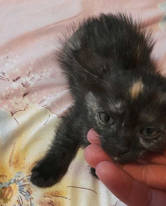 Срочно ищут дом котята черепаховые девочки