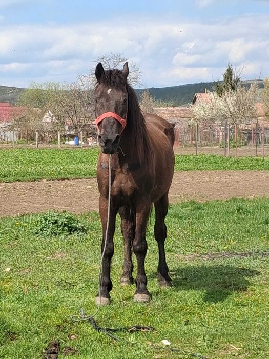 De plecare Urgent cal cuminte bun de căruță ideal pentru gospodărie